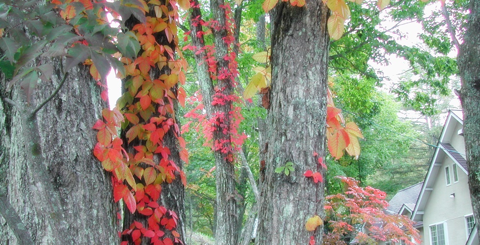 素泊りの宿天空のライブハウス・ピラタス13
